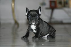 cachorra bulldog frances 

            


            