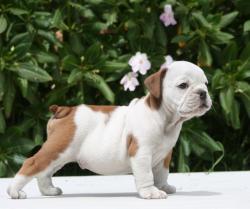 CACHORROS RAZA  BULLDOG INGLES  PARA LA VENTA DEL CRIOADERO NUTIBARA BULLDOGS


            


            