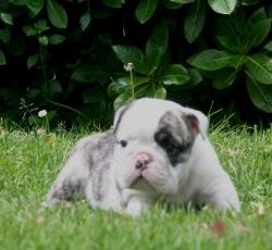 Cachorros de raza bulldog ingles para la venta del criadero nutibara Bulldogs


            


            