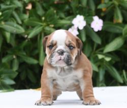 CACHORROS DE RAZA BULLDOG INGLES PARA LA VENTA DEL CRIADERO NUTIBARA BULLDOG


            


            