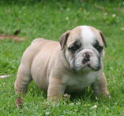 Bulldog