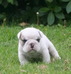 Cachorros de raza Bulldog Ingles para la venta del criadero Nutibara Bulldogs -Pet shop Special Dogs 

            


            