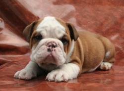 Ejemplar de Bulldog Ingles


            


            