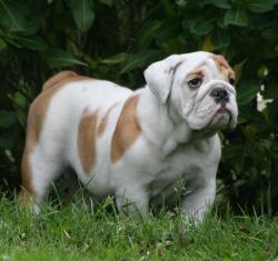 Ejemplares DE EXPOSICION DEL CRIADERO NUTIBARA BULLDOGS


            


            