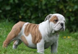 Ejemplar de Bulldog Ingles del Criadero Nutibara Bulldogs

            


            