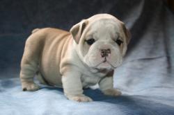             
Cachorros de Bulldog Ingles para la venta

            


            


            