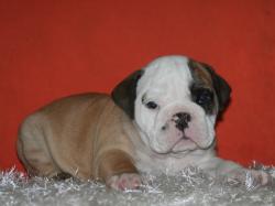 Cachorros de raza Bulldog Ingles para la venta del criadero Nutibara Bulldogs -Pet shop Special Dogs 




            


            