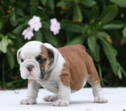 bulldog