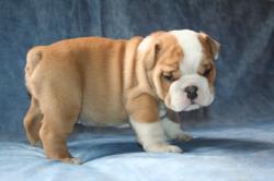             Ejemplares de Bulldog para la venta de bulldog ingles, cachorros


            


            


            