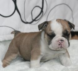 Cachorros de raza Bulldog Ingles para la venta del criadero Nutibara Bulldogs -Pet shop Special Dogs 




            


            