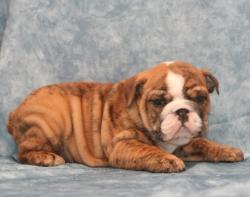 
            cachorros para la venta de la raza Bulldog ingles del criadero nutibara bulldogs


            


            


            