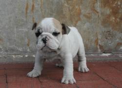 Bulldog