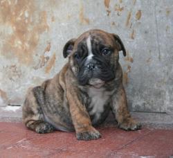 Ejemplares de raza Bulldog Ingles


            


            