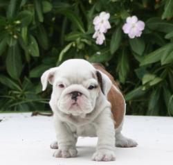 CACHORROS DE RAZA BULLDOG INGLES PARA LA VENTA DEL CRIADERO NUTIBARA BULLDOG


            


            