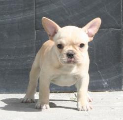 Cachorros de  Bulldog frances para la venta


            


            