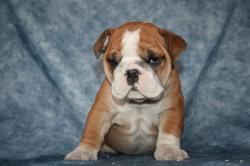 Ejemplares de raza de Bulldog Ingles para la venta Cachorros


            


            