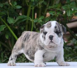 cachorros de raza bulldog ingles para la venta del criadero Nutibara Bulldogs 


            


            