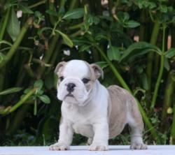 cachorros de raza bulldog ingles para la venta del criadero Nutibara Bulldogs 


            


            