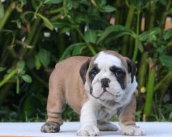 EJEMPLAR DE RAZA BULLDOG INGLES DEL CRIADERO NUTIBARA BULLDOGS

            


            