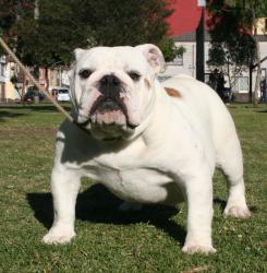 Ejemplar de raza Bulldog ingles del criadero Nutibara Bulldogs, cachorra nieta de Ch Cherokee Legend Rock, 