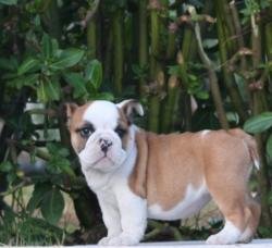 Cachorros de bulldog Ingles para la venta del criadero de Nutibara Bulldogs


            


            