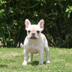 cachorros de bulldog frances para la venta del criadero Nutibara Bulldogs


            


            