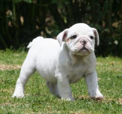 cachorros de bulldog ingles para la venta del criadero Nutibara Bulldogs


            


            