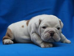 cachorro de raza bulldog Ingles 


            


            