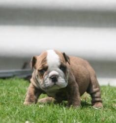 Cachorros de raza Bulldog ingles para la venta del criadero Nutibara Bulldogs


            


            