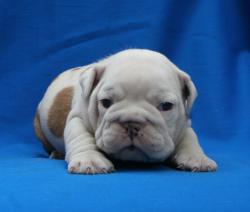 cachorro de raza bulldog Ingles 


            


            