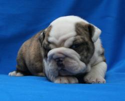 Cachorras de Bulldog ingles para la venta


            


            