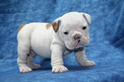 
Cachorros de la raza Bulldog para la Venta 



            


            