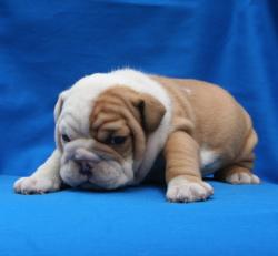 cachorro de raza bulldog Ingles 


            


            