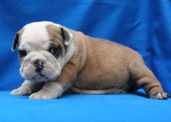 cachorro de raza bulldog Ingles 


            


            