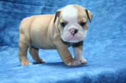 Cachorros de la raza Bulldog para la Venta 




            


            