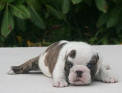 Cachorros de raza Bulldog Ingles para la venta del criadero Nutibara Bulldogs -Pet shop Special Dogs 


            


            