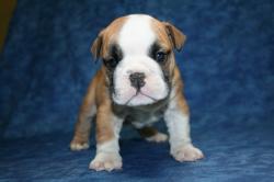 

            
Cachorros de la raza Bulldog para la Venta 



            


            


            