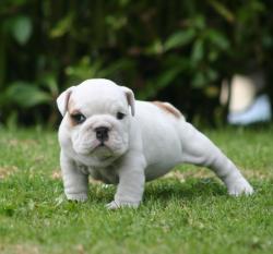 Cachorros de raza Bulldog ingles para la venta del criadero Nutibara Bulldogs


            


            