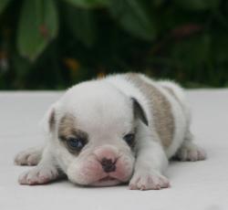 Cachorros de raza Bulldog Ingles para la venta del criadero Nutibara Bulldogs -Pet shop Special Dogs 


            


            