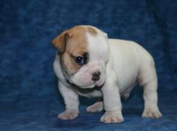 Cachorros de la raza Bulldog para la Venta 



            


            