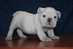 bulldog