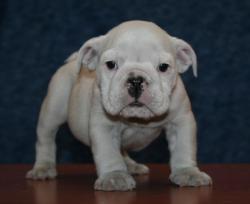 Bulldog