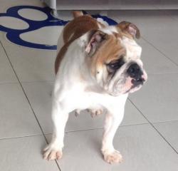 bulldog