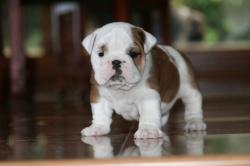 Cachorros de Bulldog Ingles para la venta



            


            