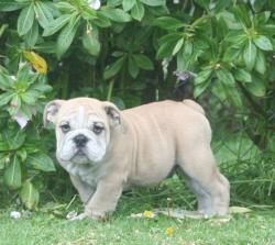 Bulldog