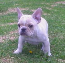 bulldog
