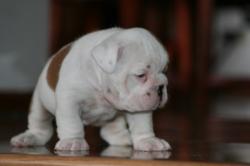 Cachorros de Bulldog Ingles para la venta



            


            