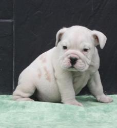 cachorros de raza bulldog para la venta


            


            