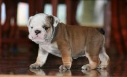 Bulldog