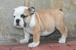 Bulldog